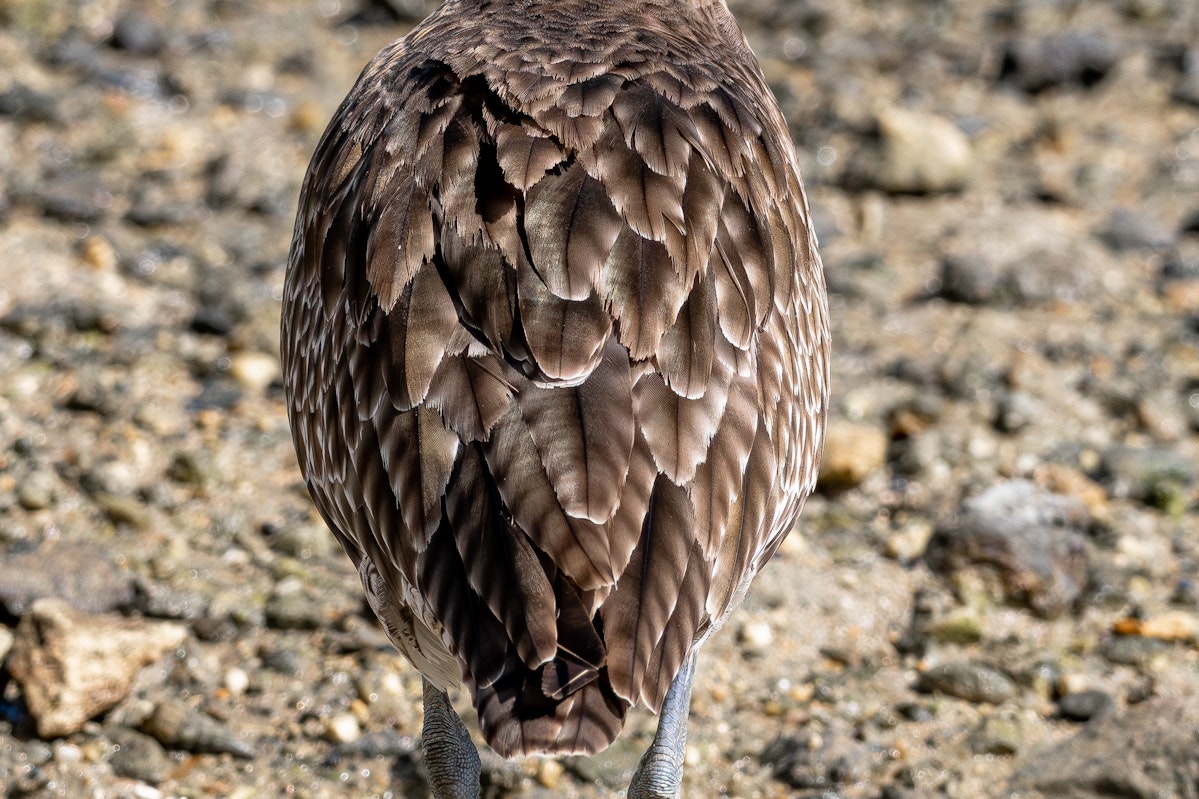 羽の模様は葉脈のよう - 2025.11.15 沖縄県与那原町