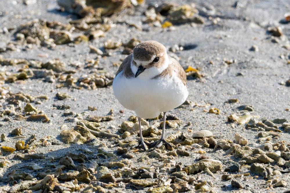 冬のシロチドリはまん丸でかわいい - 2026.01.12 沖縄県沖縄市