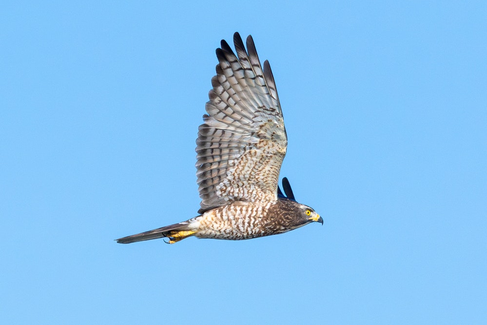 冬になると頭上を横切るサシバをよく見かける - 2025.11.08 沖縄県沖縄市