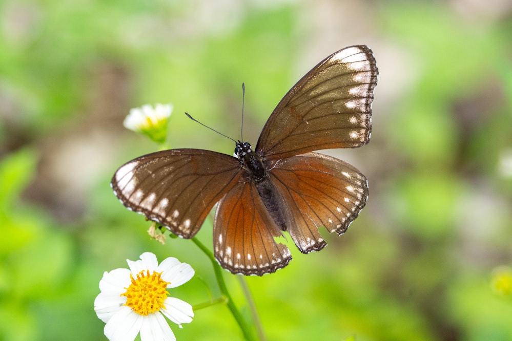 ヤエヤマムラサキ（オス）？