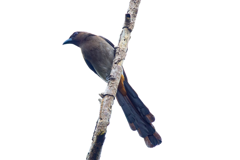 タイワンオナガ - 2026.03.21 台湾台北市 