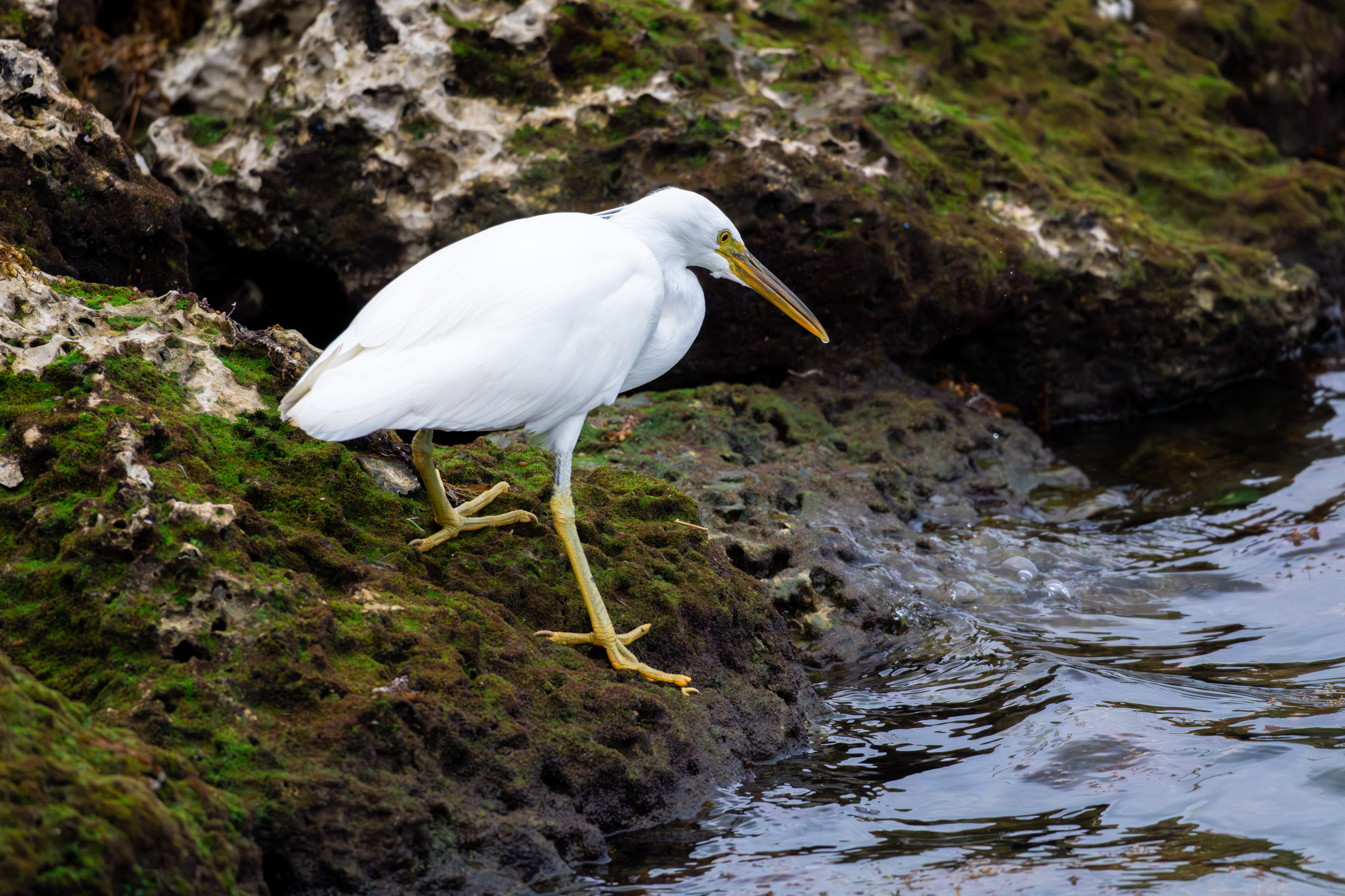 白型、足が黄色のですぐわかる - 2026.12.21 沖縄県南城市