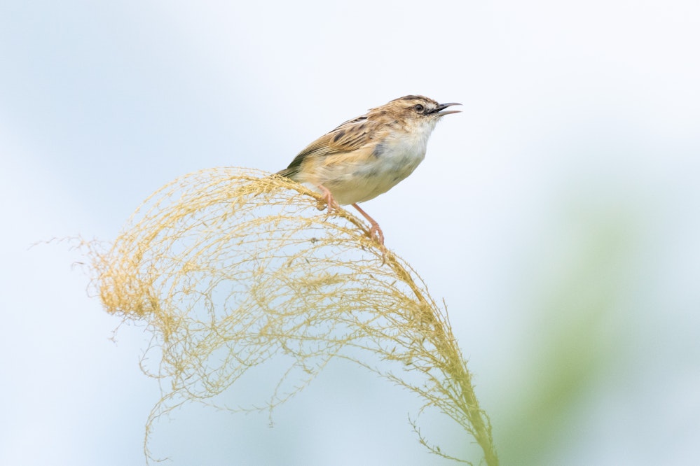 軽いね - 2026.03.15 沖縄県糸満市