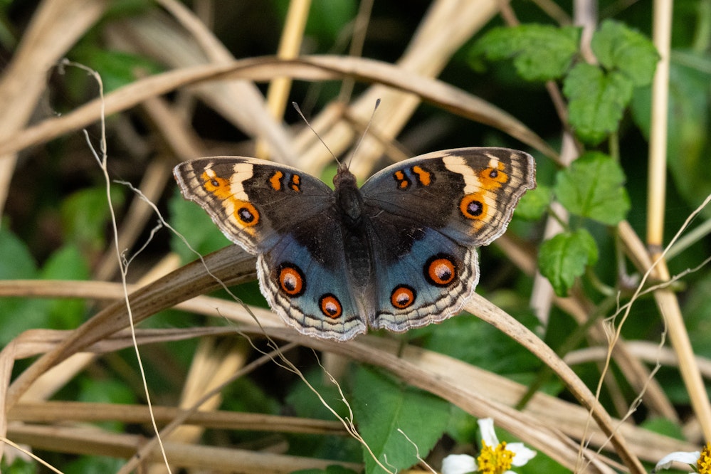 アオタテハモドキ