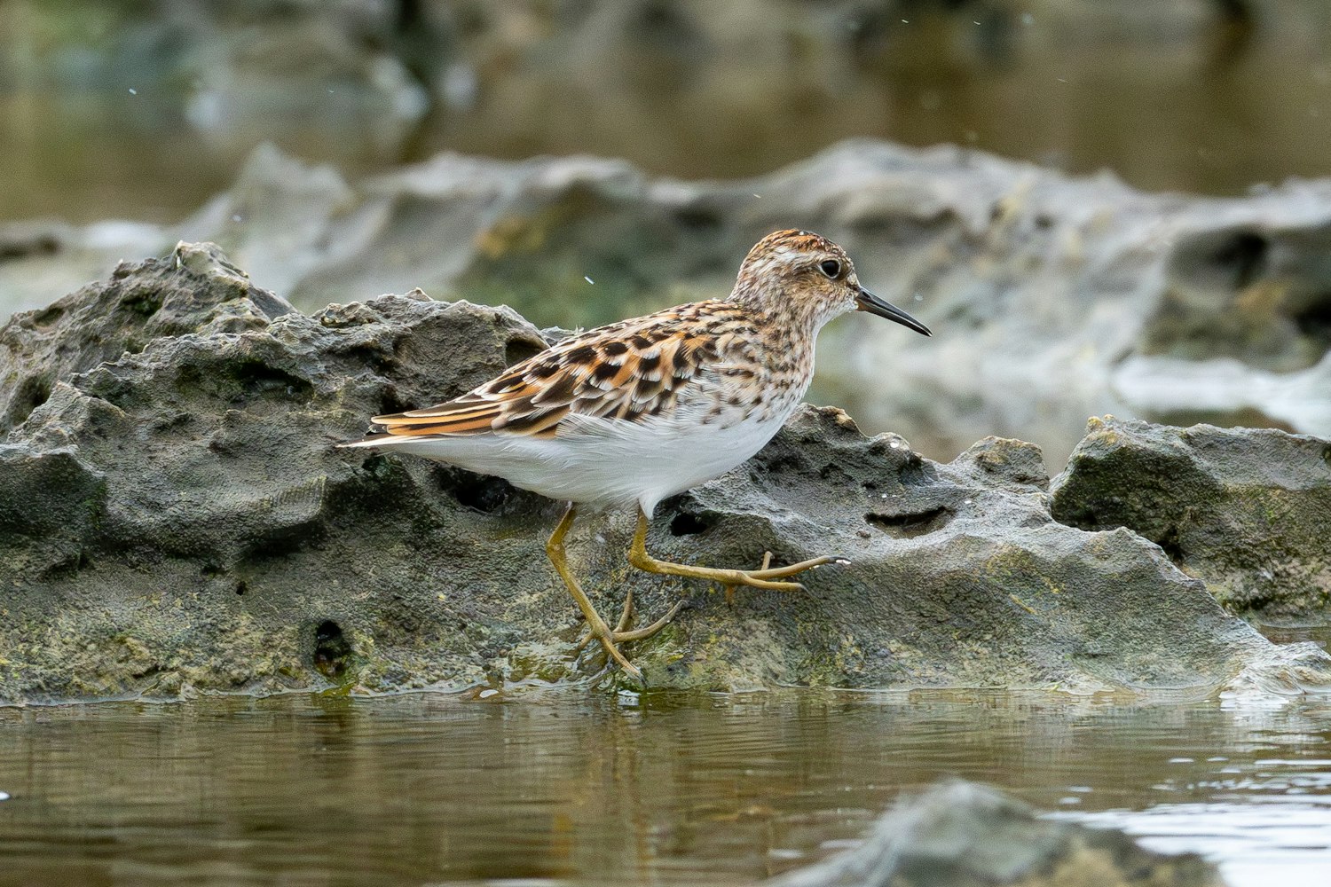 ヒバリシギ：Alternate plumage（成鳥夏羽）雨の中撮影したので綺麗に色が出ている？ - 2026.05.10 沖縄県糸満市