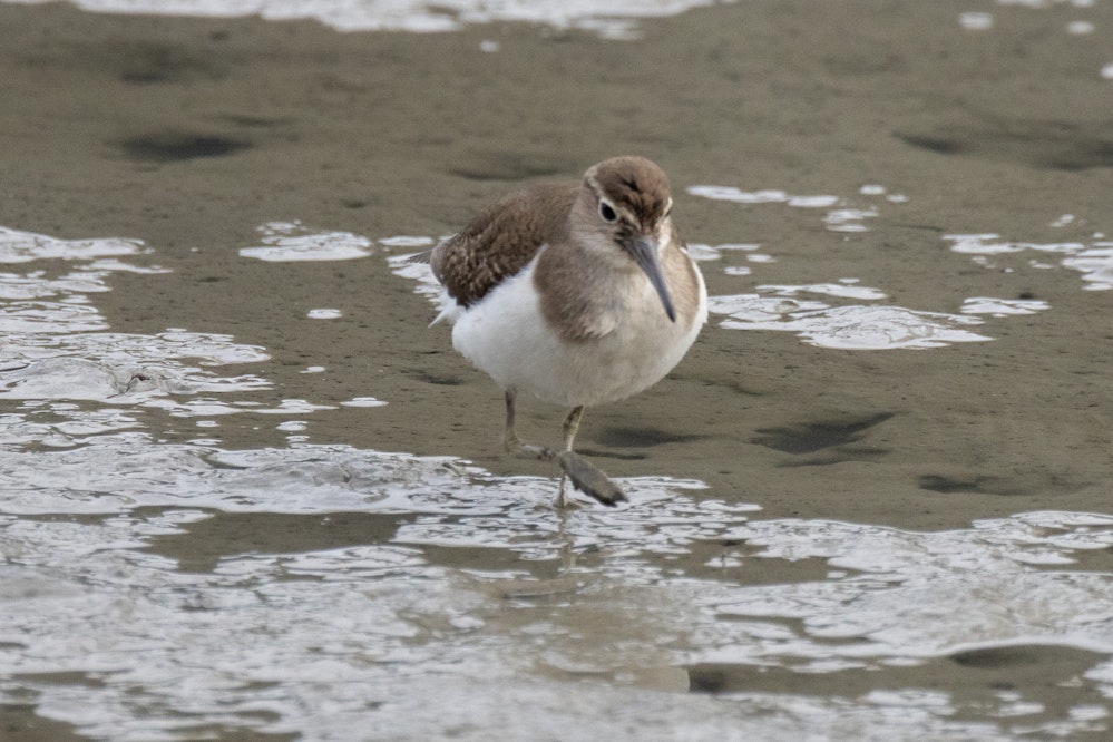 初めて見たイソシギ
