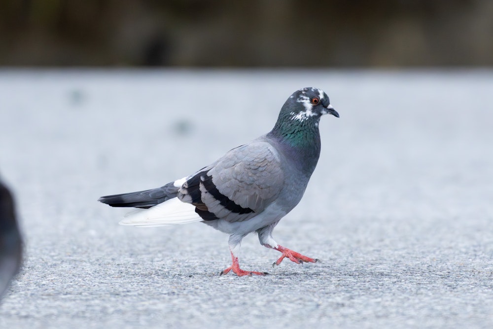 沖縄のカワラバトは港で見かけることが多い - 2026.12.21 沖縄県南城市