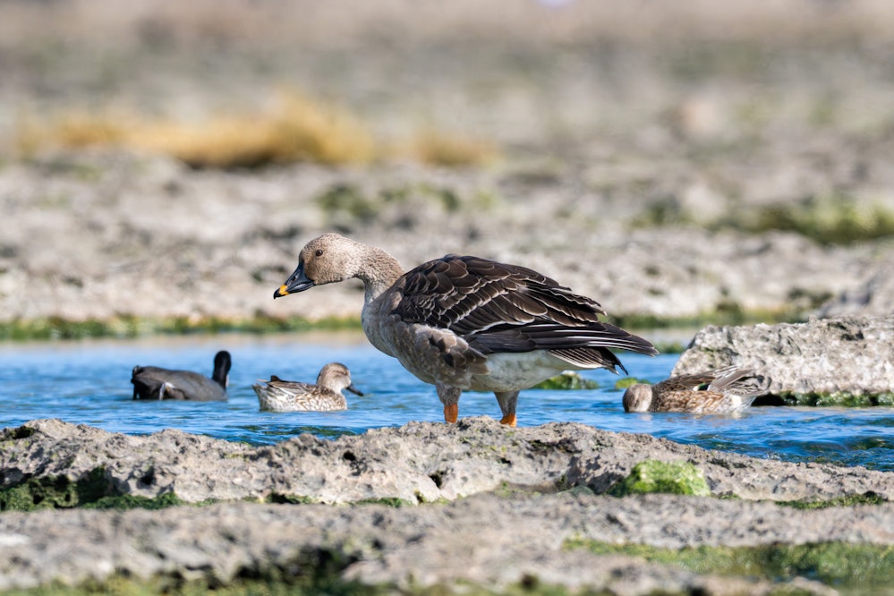 見た目はカモなのに、この大きさ - 2025.01.04 沖縄県糸満市