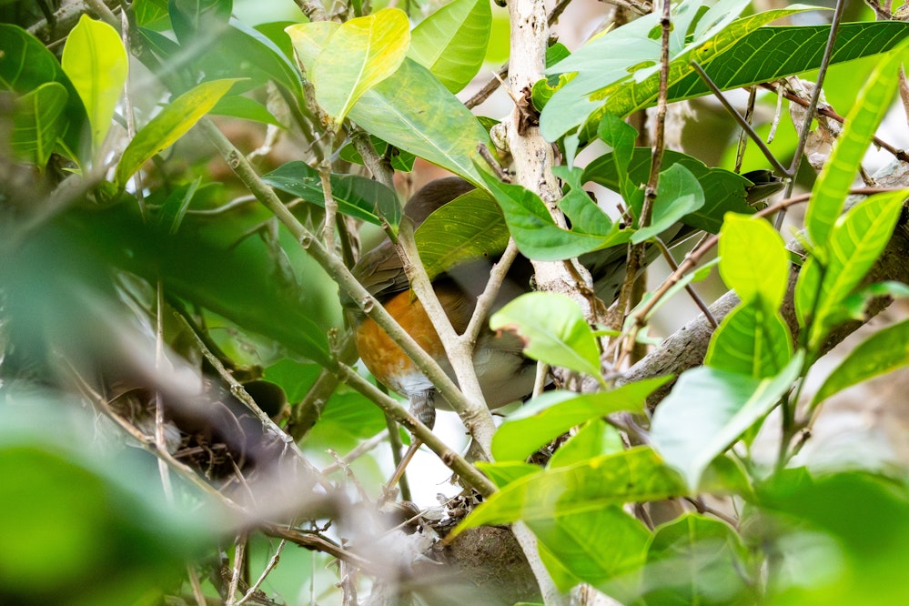 アカハラの後ろ姿 - 2025.12.21 沖縄県南城市