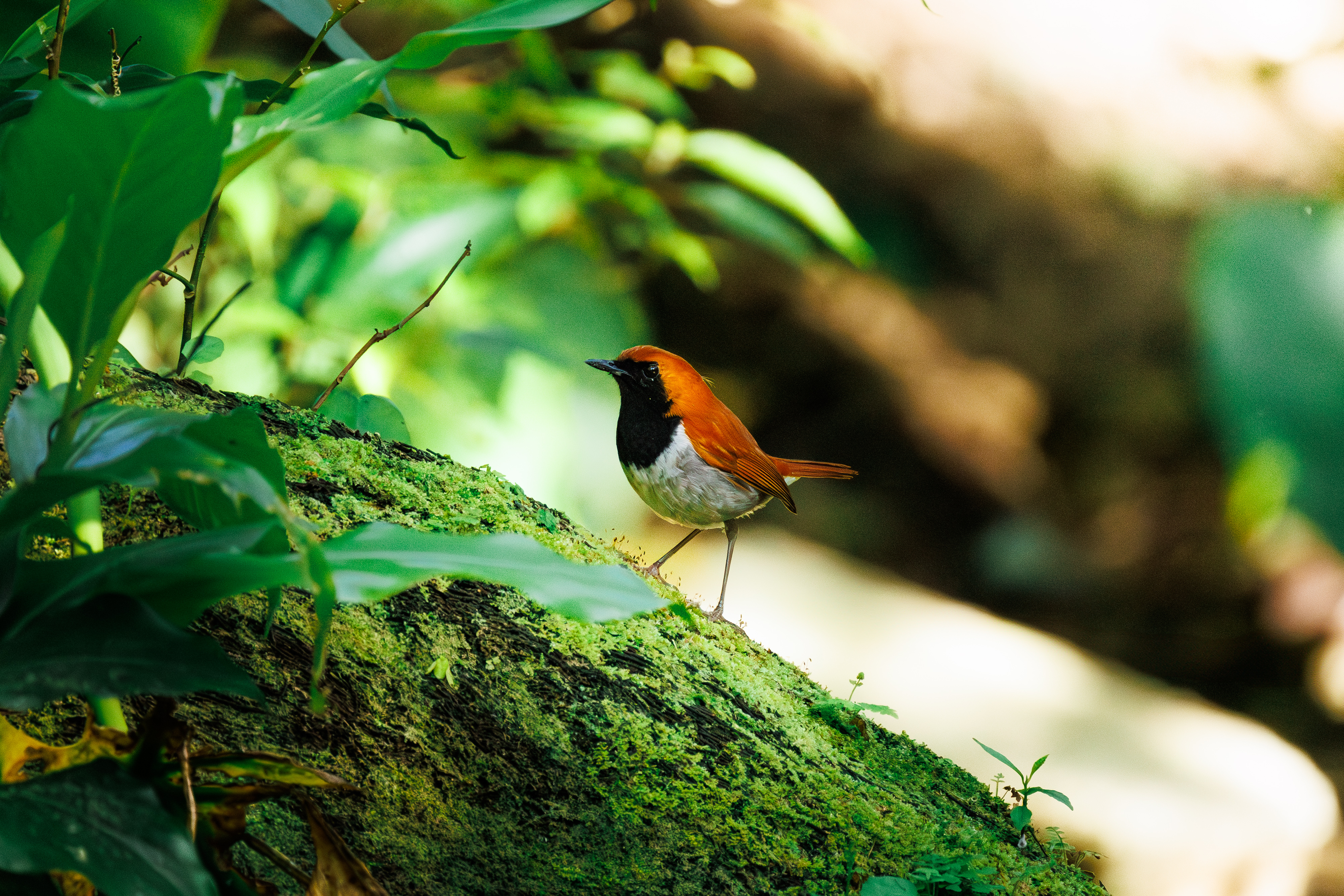 スズメ｜沖縄の野鳥