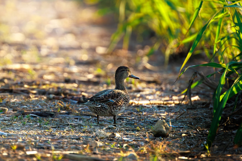 畑にいるコガモ - 2025.03.21 沖縄県国頭村