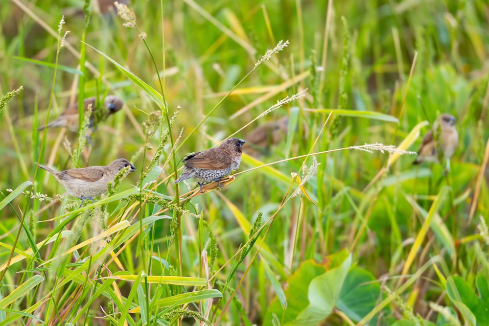 シマキンパラの群れ - 2026.02.01 沖縄県金武町