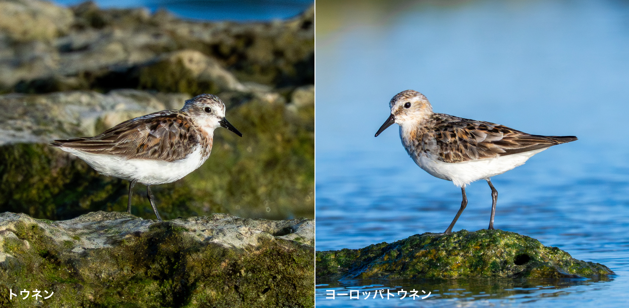 左:トウネン 右:ヨーロッパトウネン - 2025.08.17 海岸(沖縄県糸満市)