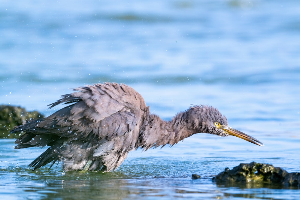 水浴するクロサギ - 2025.11.03 沖縄県糸満市