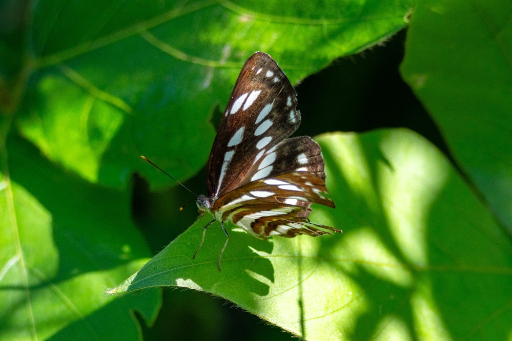 コミスジ（小三條）- 2025.10.25 沖縄県読谷村