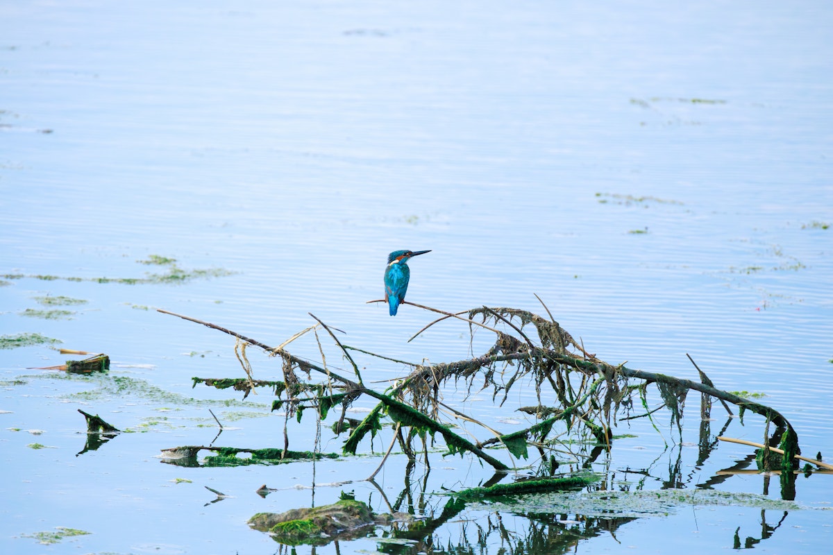 海上の流木にいるカワセミ