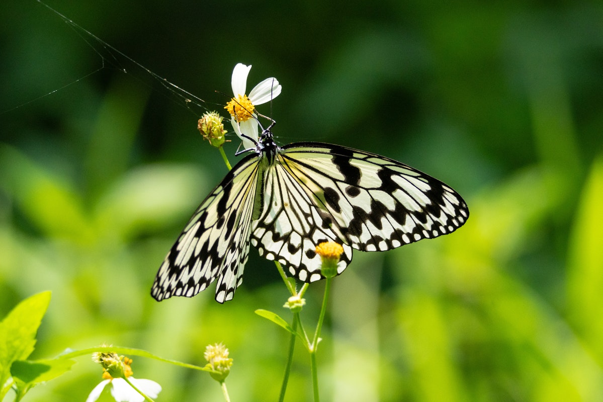 オオゴマダラ（大胡麻斑）- 2025.05.31 沖縄県読谷村