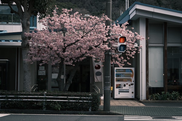 桜味蕾