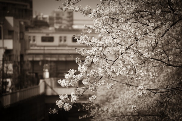 #06 記憶の中の吐き気を催した桜並木 | 根暗草子