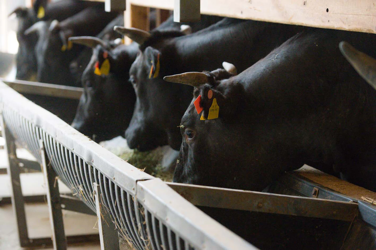 近江だいきち牛