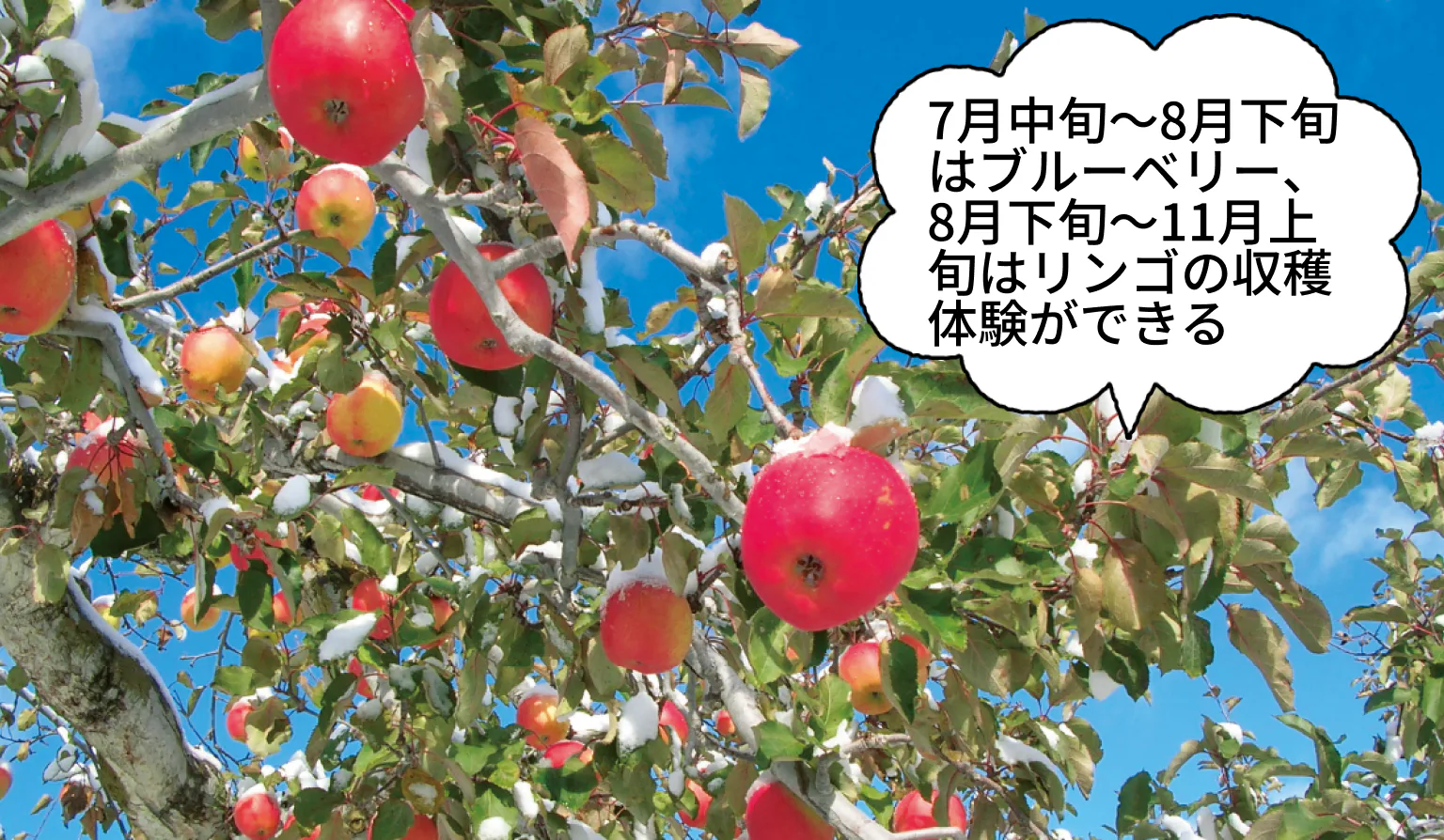 観光農園で旬のフルーツ狩りを楽しむの画像