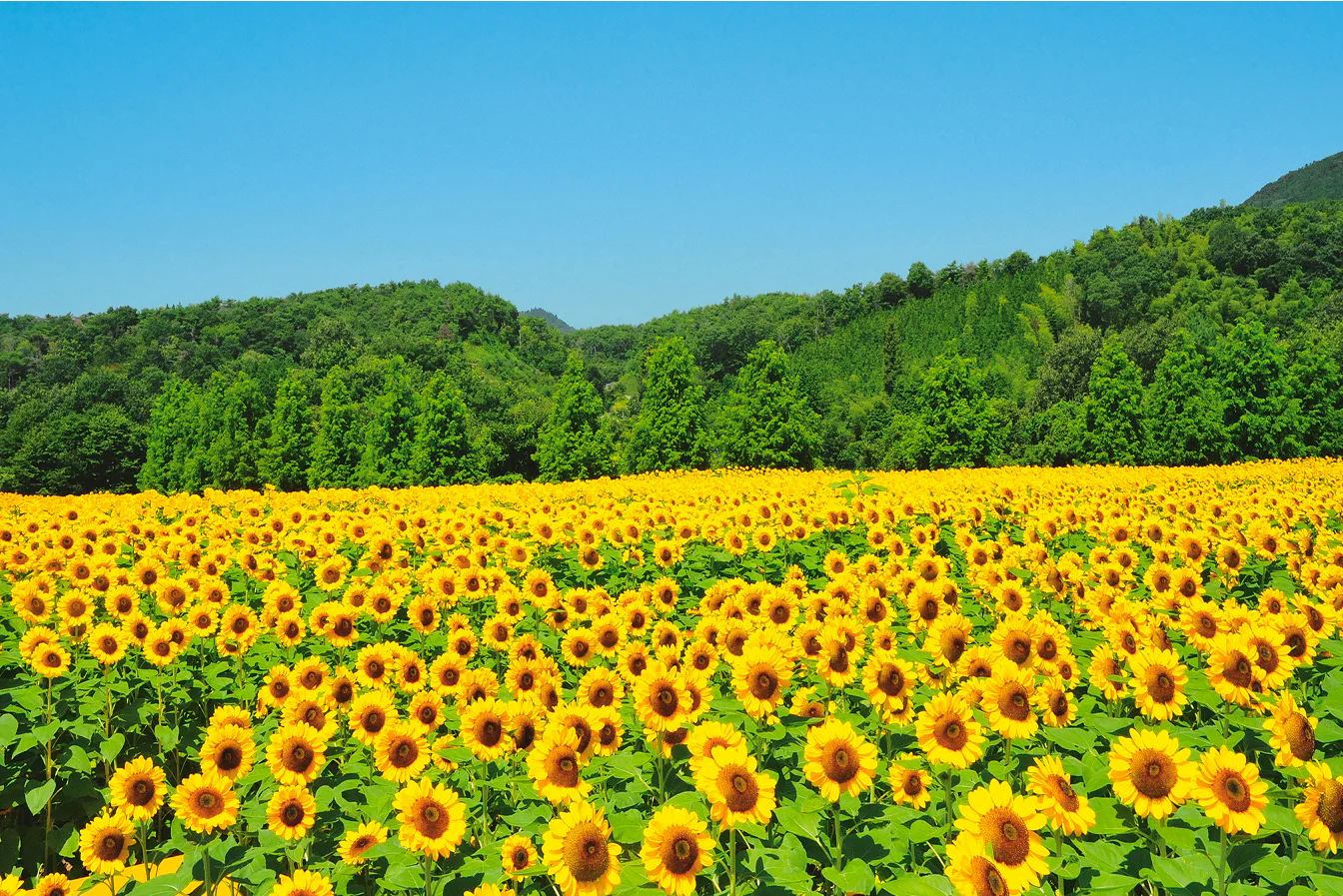 せら高原・三次・帝釈峡の画像