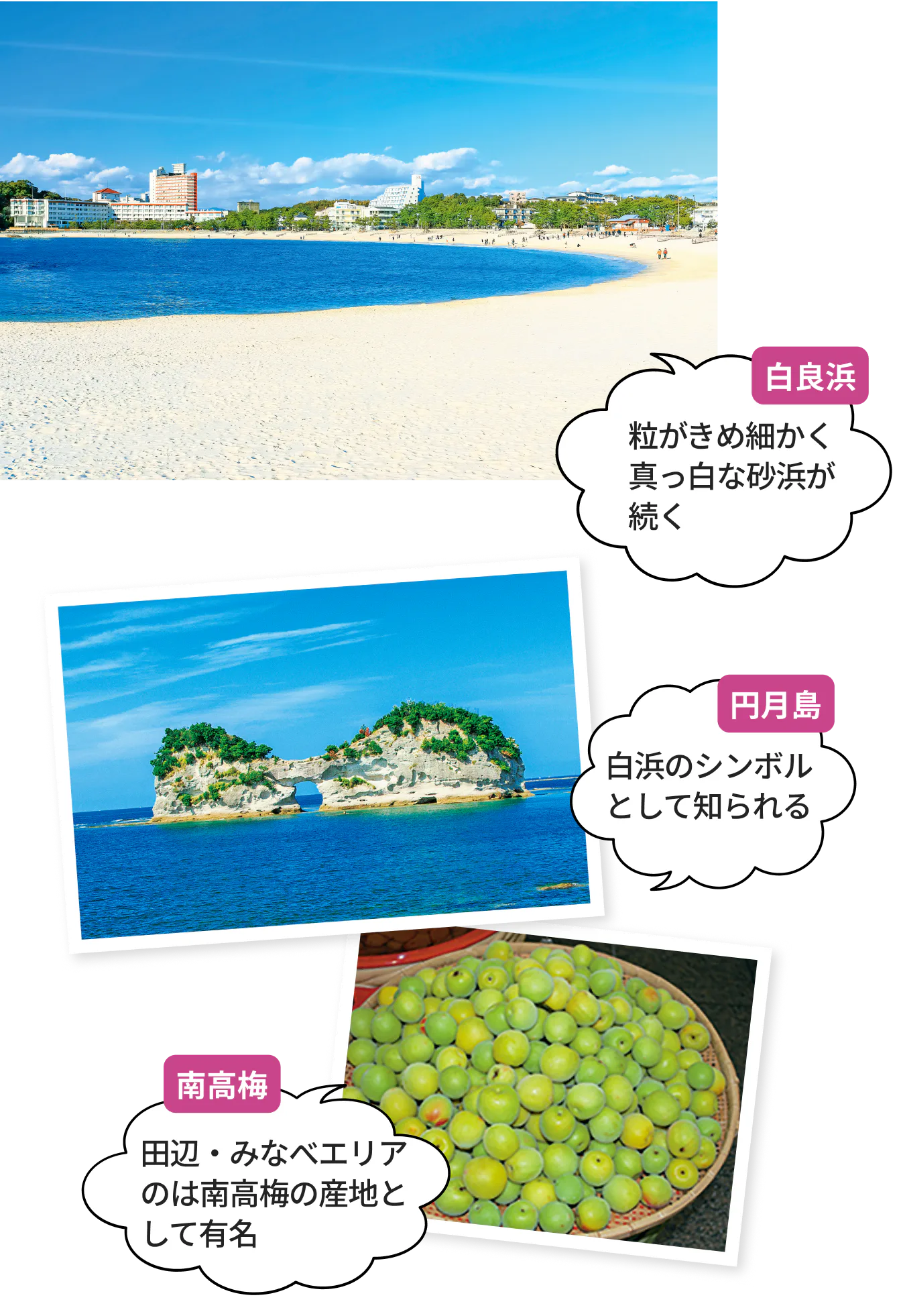 白良浜：粒がきめ細かく真っ白な砂浜が続く、円月島：白浜のシンボルとして知られる、南高梅：田辺・みなべエリア のは南高梅の産地として有名