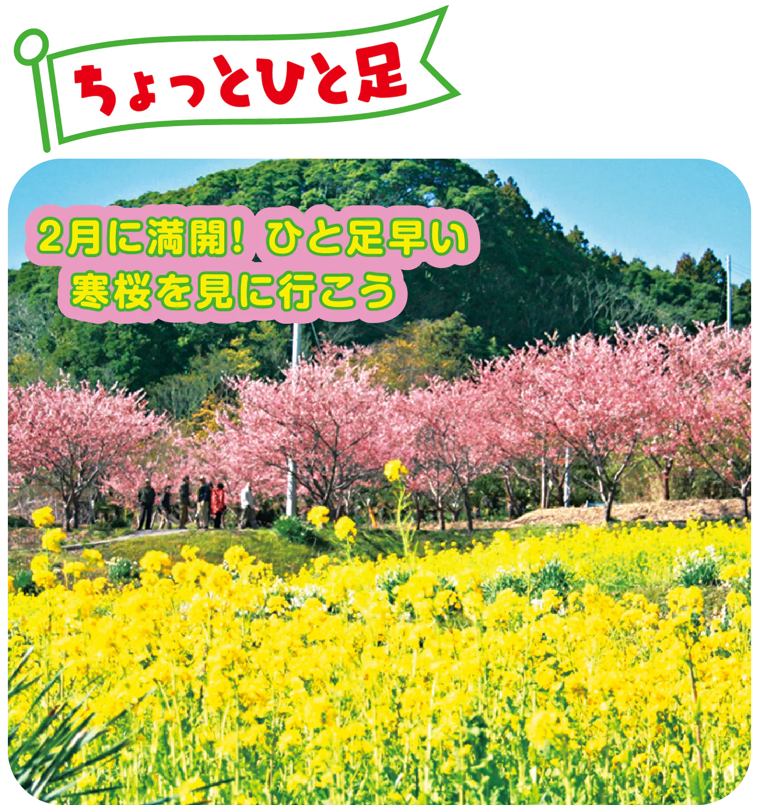 菜の花と寒桜を同時に楽しめる。