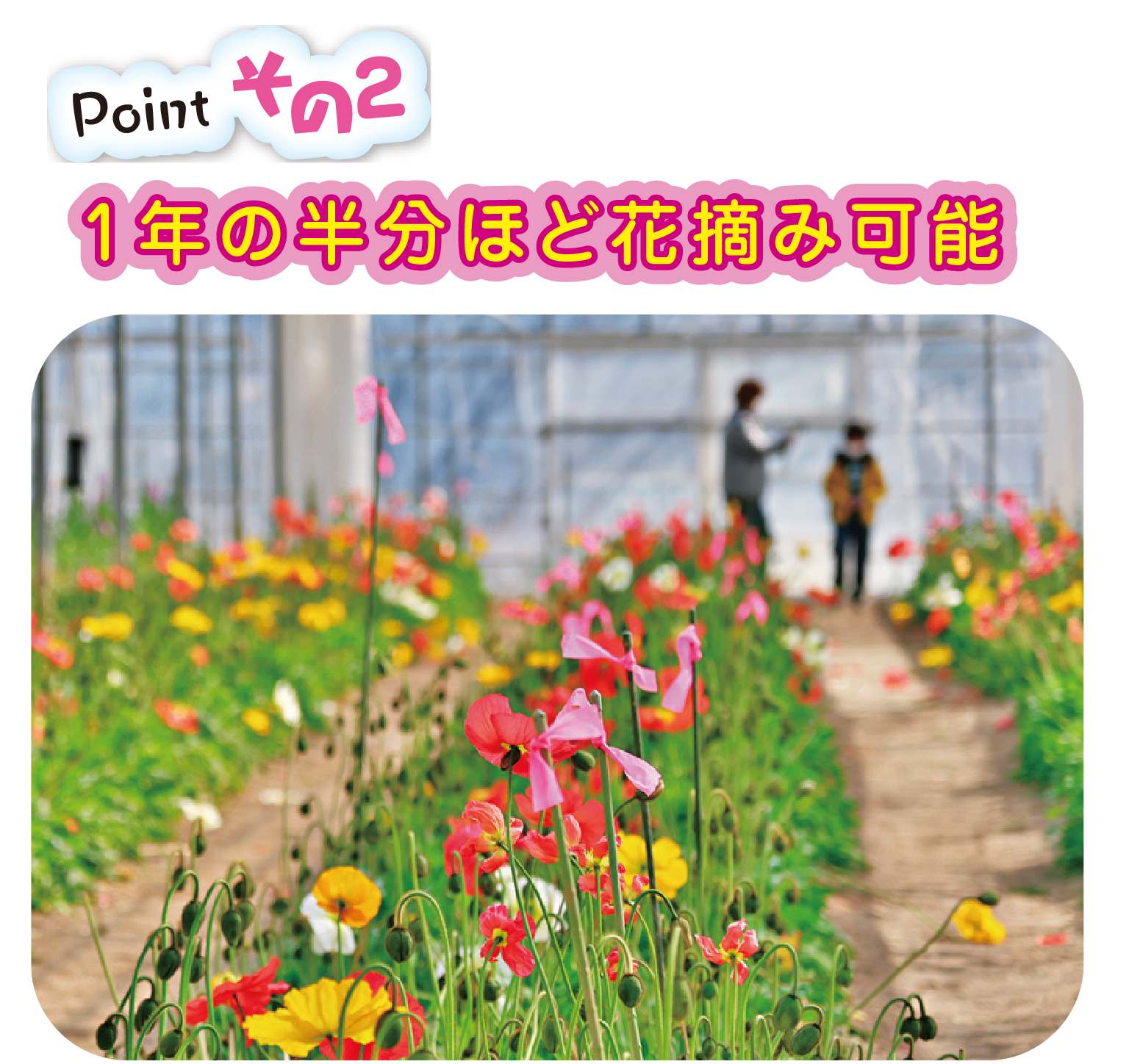 千葉・房総フラワーライン】花摘み体験スポット｜開花情報・時期 