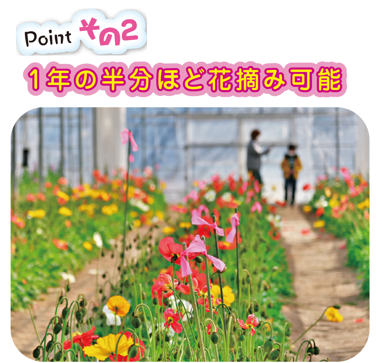 10月のストレリチアを皮切りに5月の母の日まで花摘みが楽しめる