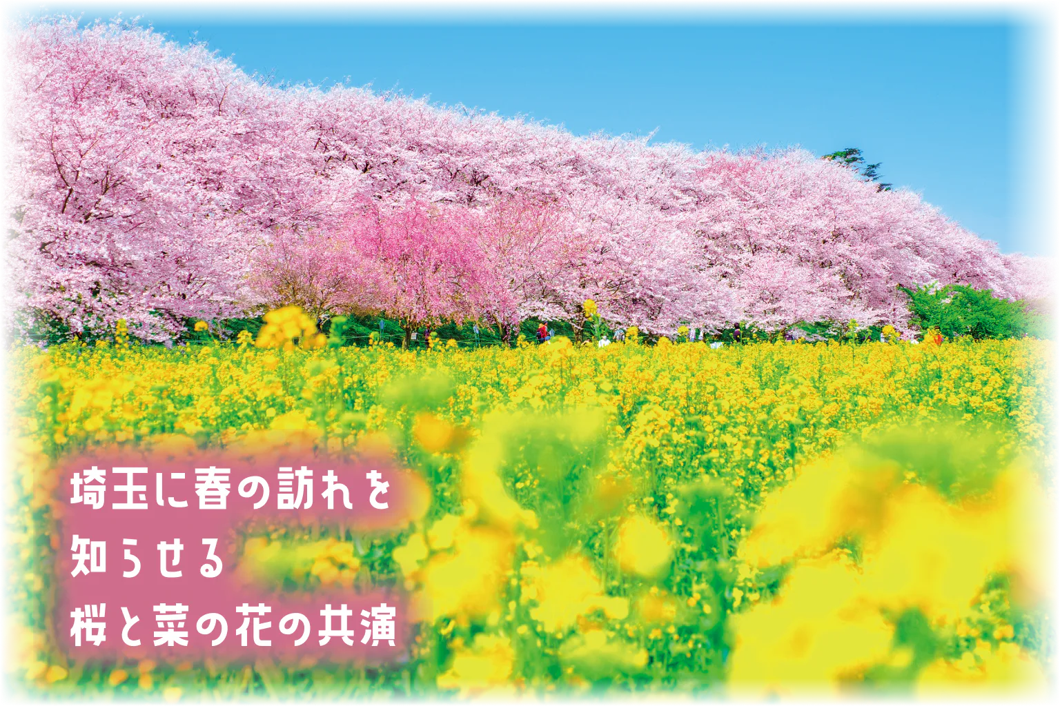 埼玉に春の訪れを知らせる桜と菜の花の共演