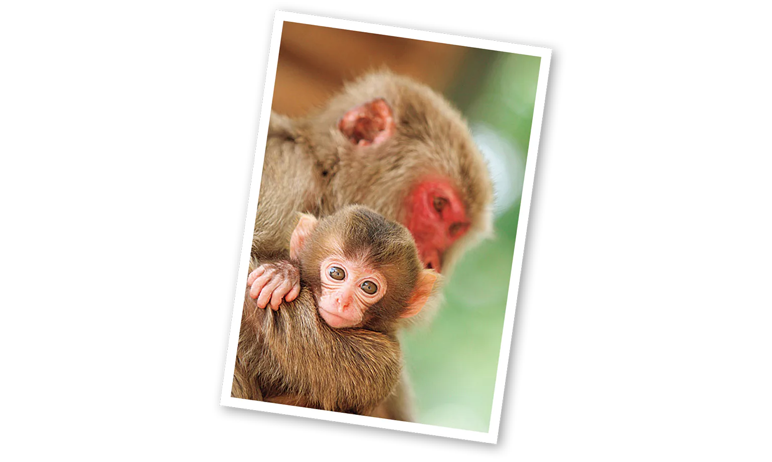 高崎山のサルの親子の画像