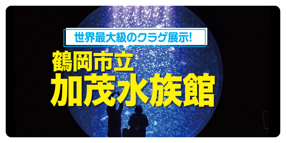 世界最大級のクラゲ展示！ 鶴岡市立 加茂水族館