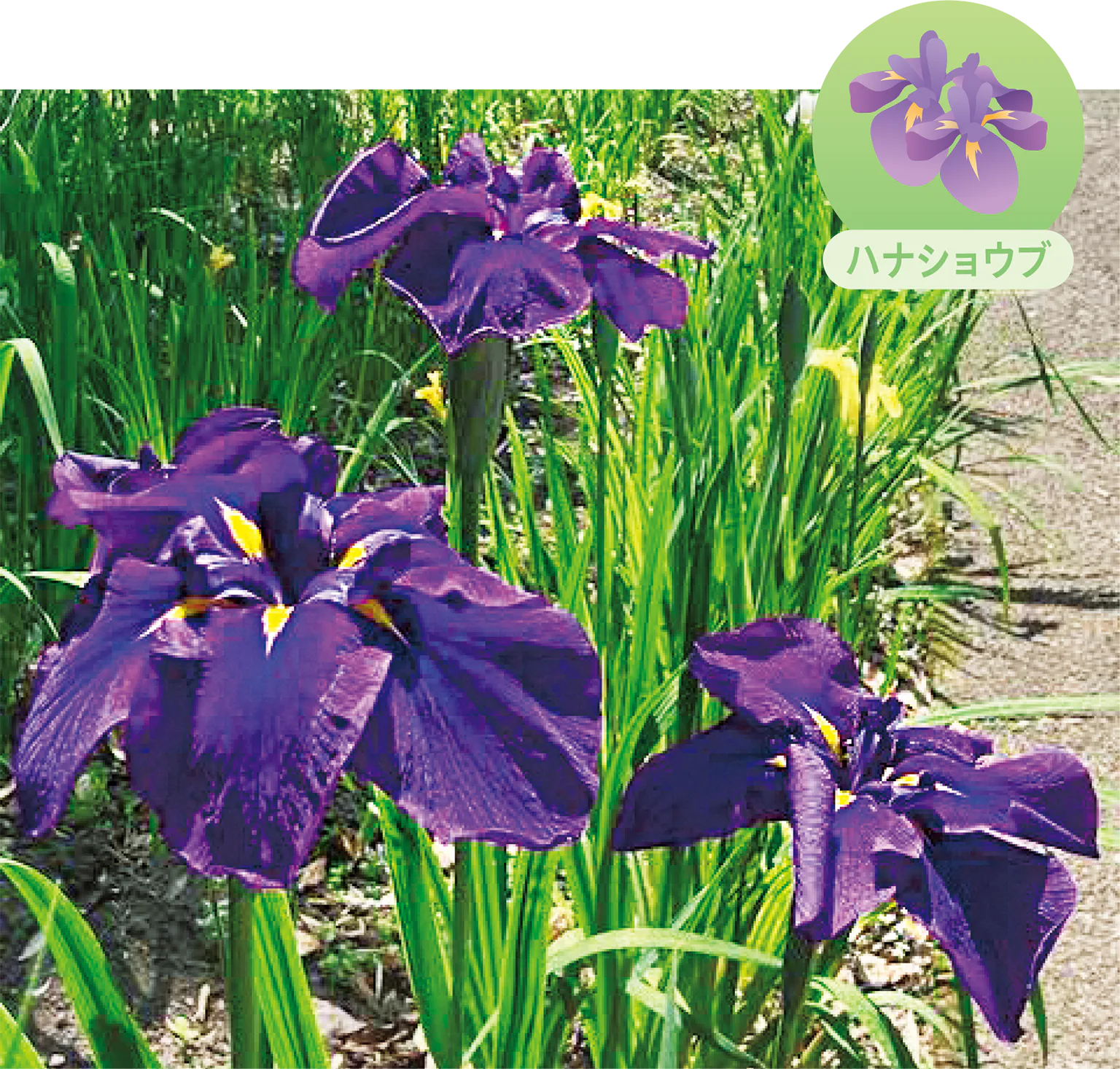 ハナショウブの画像