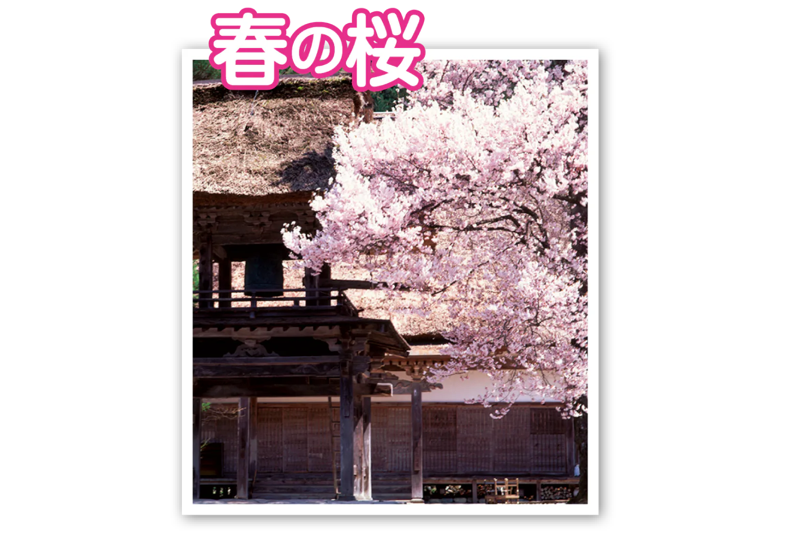 桜の画像