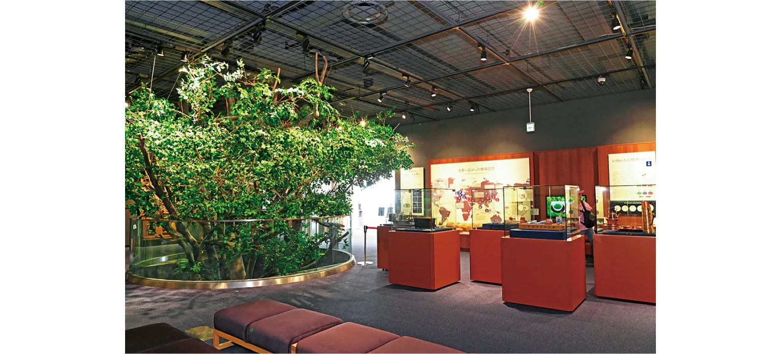 常設展では、お茶の起源と世界への広がりなどについて学べる