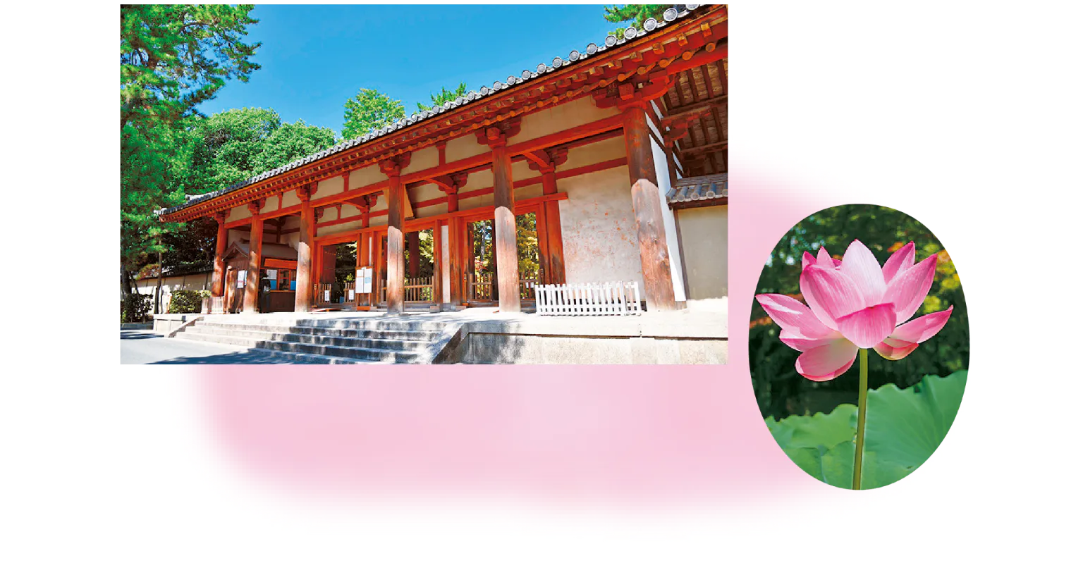 鑑真さんのお寺・唐招提寺はハスの名所
