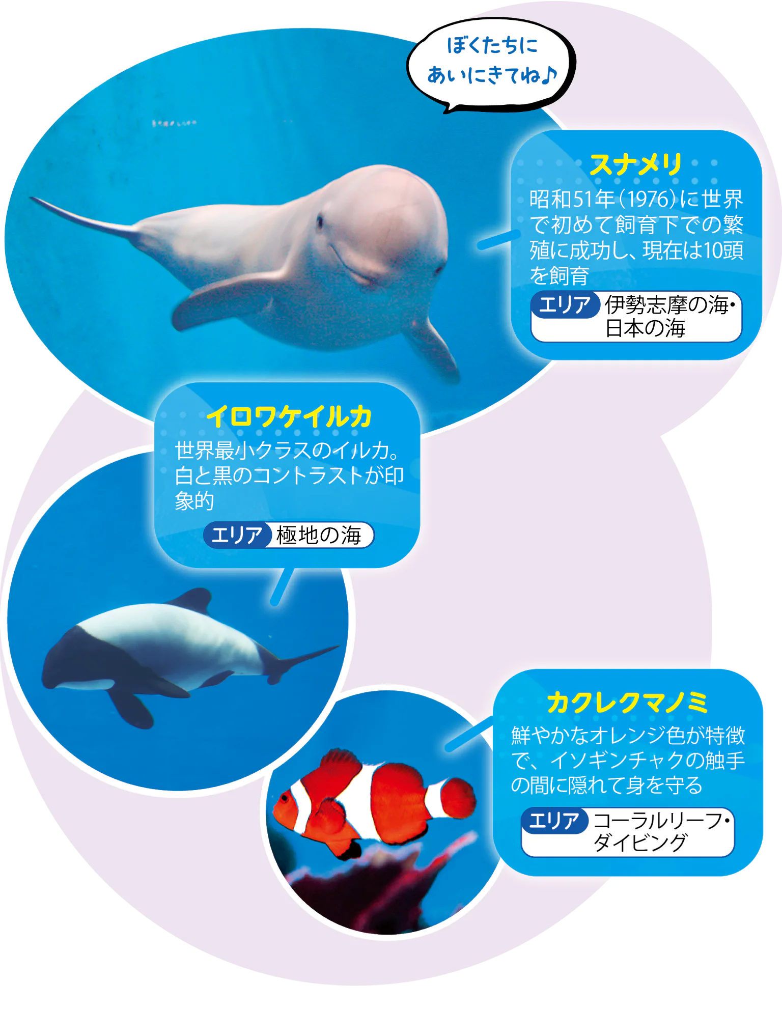 スナメリ、イロワケイルカ、カクレクマノミの画像