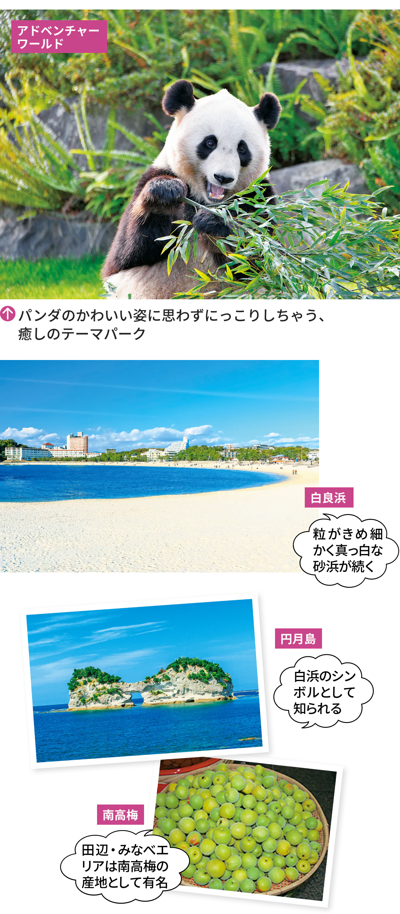アドベンチャーワールド・白良浜・円月島・南高梅の画像