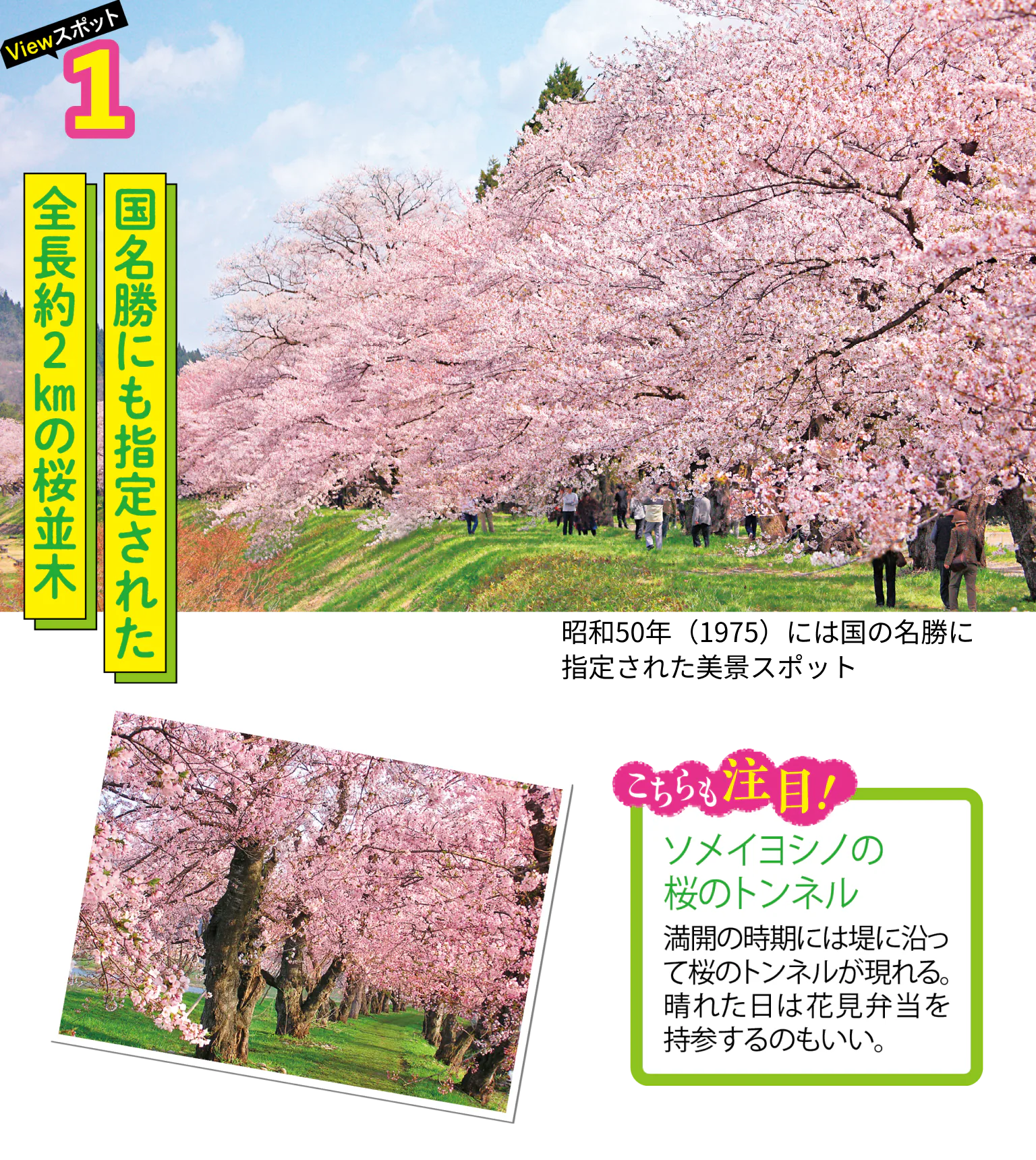 桧木内川堤の桜並木