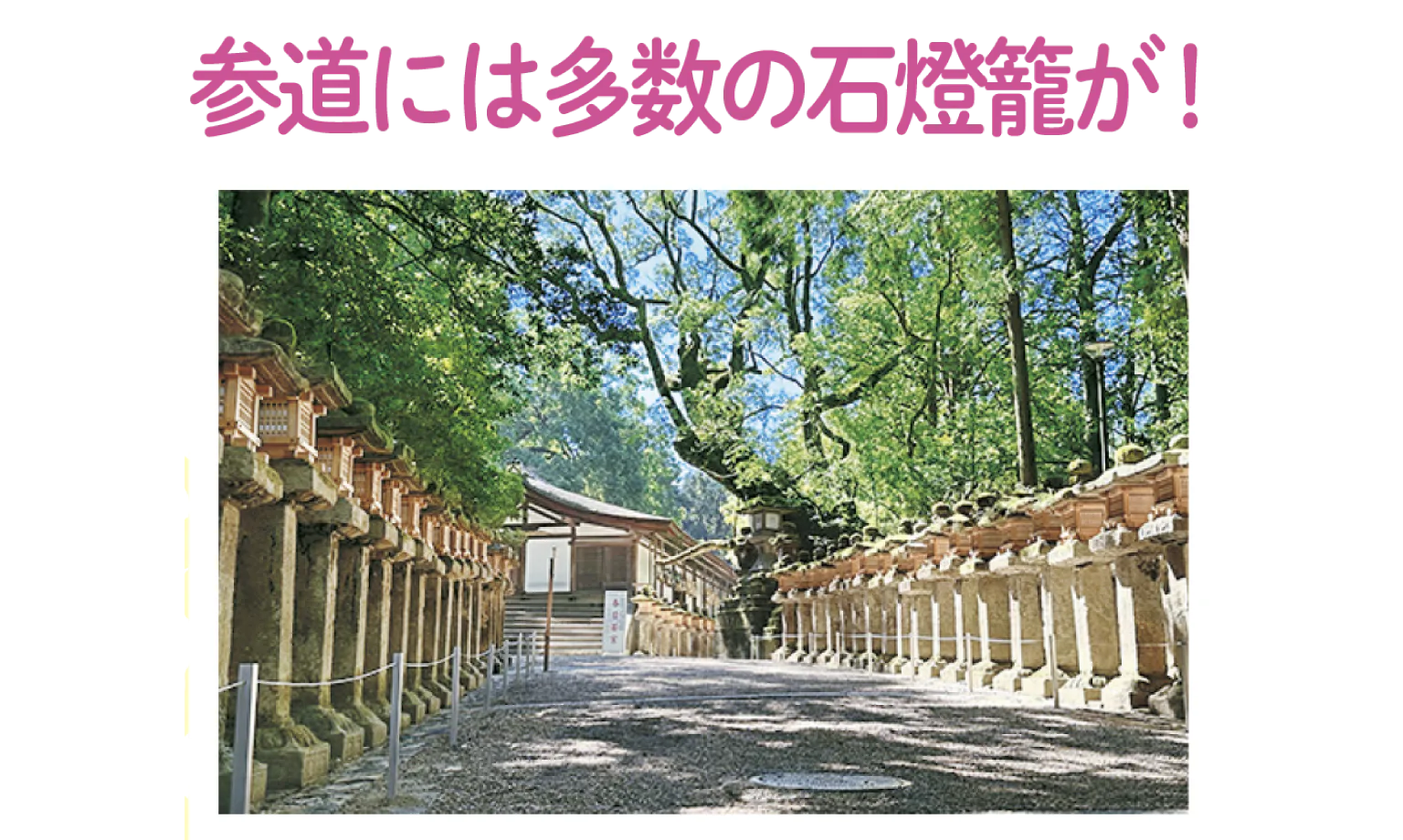 春日大社の参道の石燈籠の画像