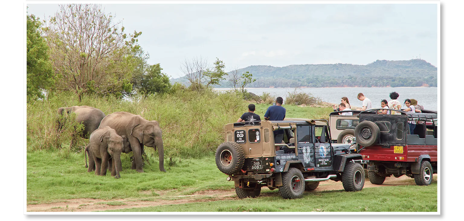 ゾウサファリの聖地の画像