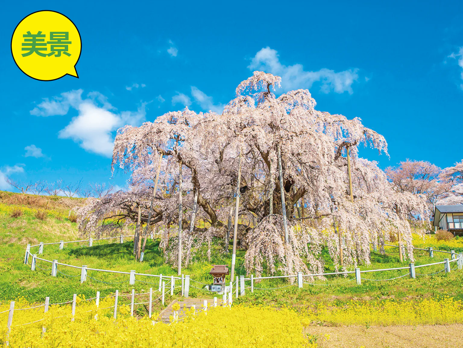 三春滝桜の画像