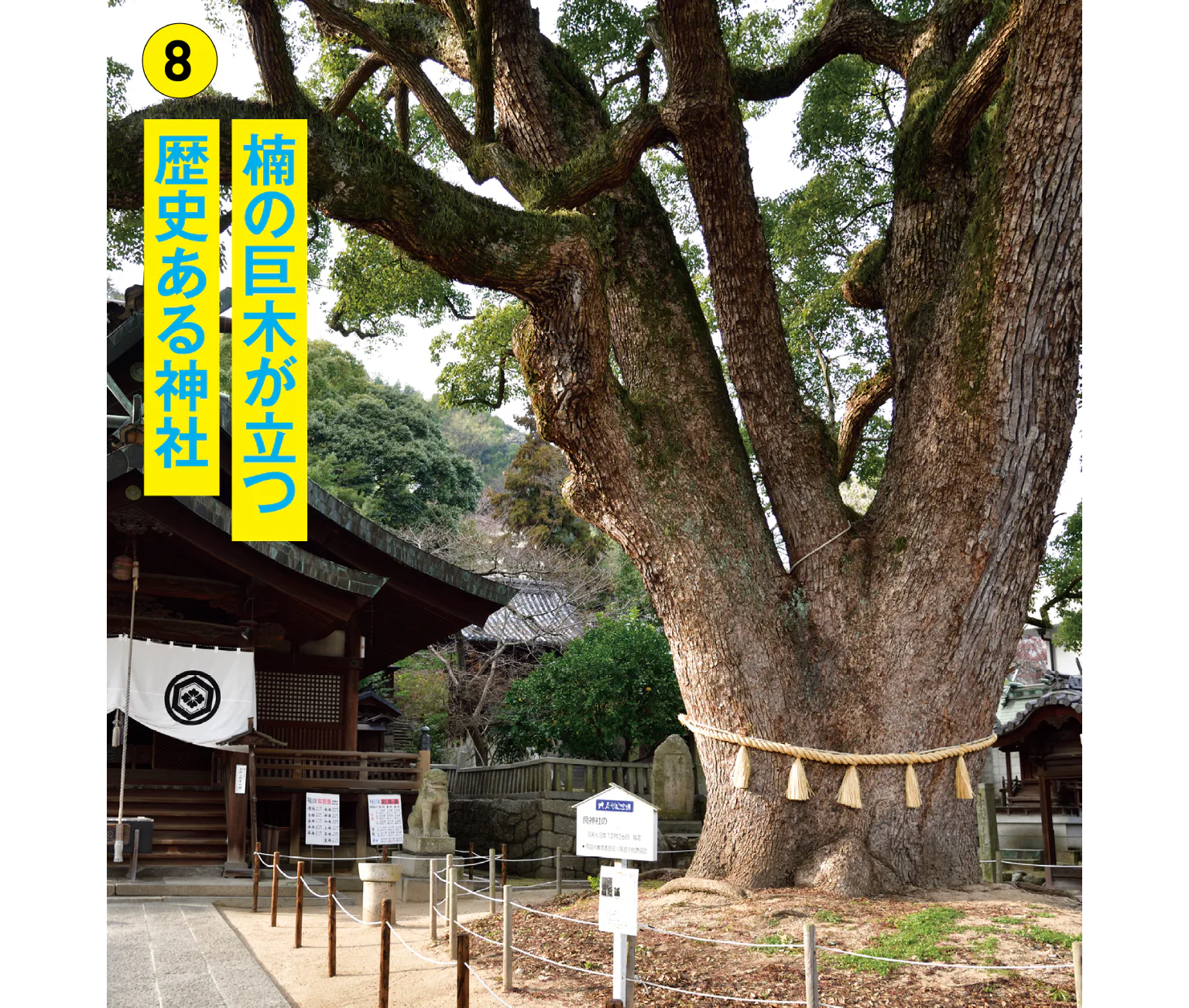 艮神社の境内に鎮座する御神木の大楠の画像