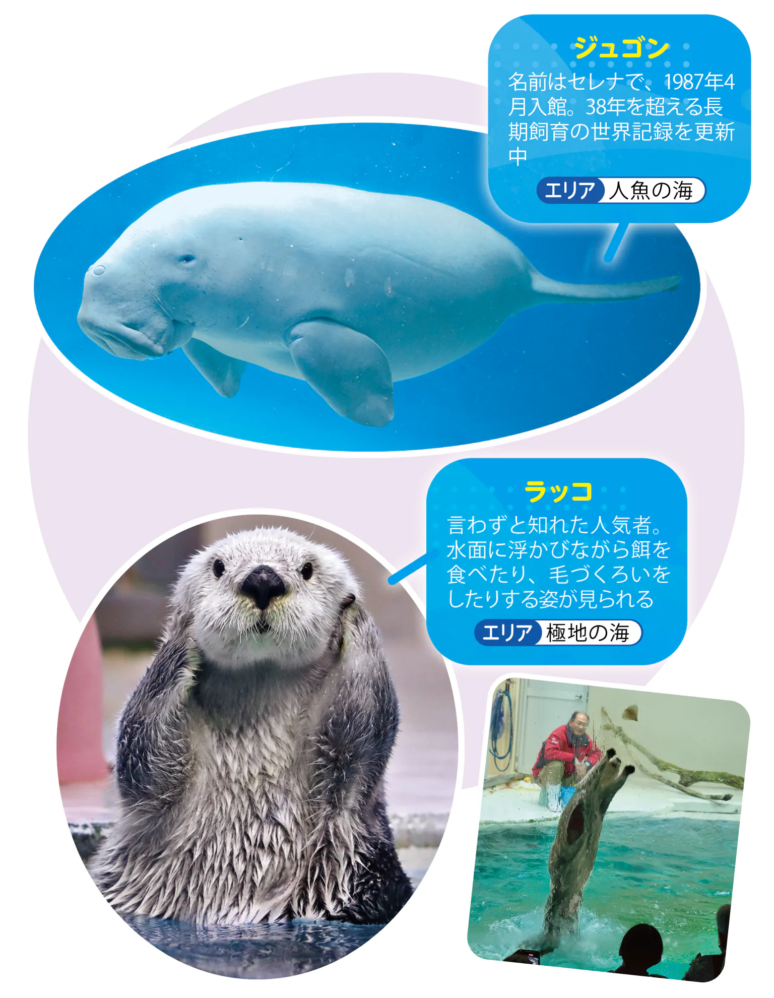 ラッコとジュゴンの紹介画像