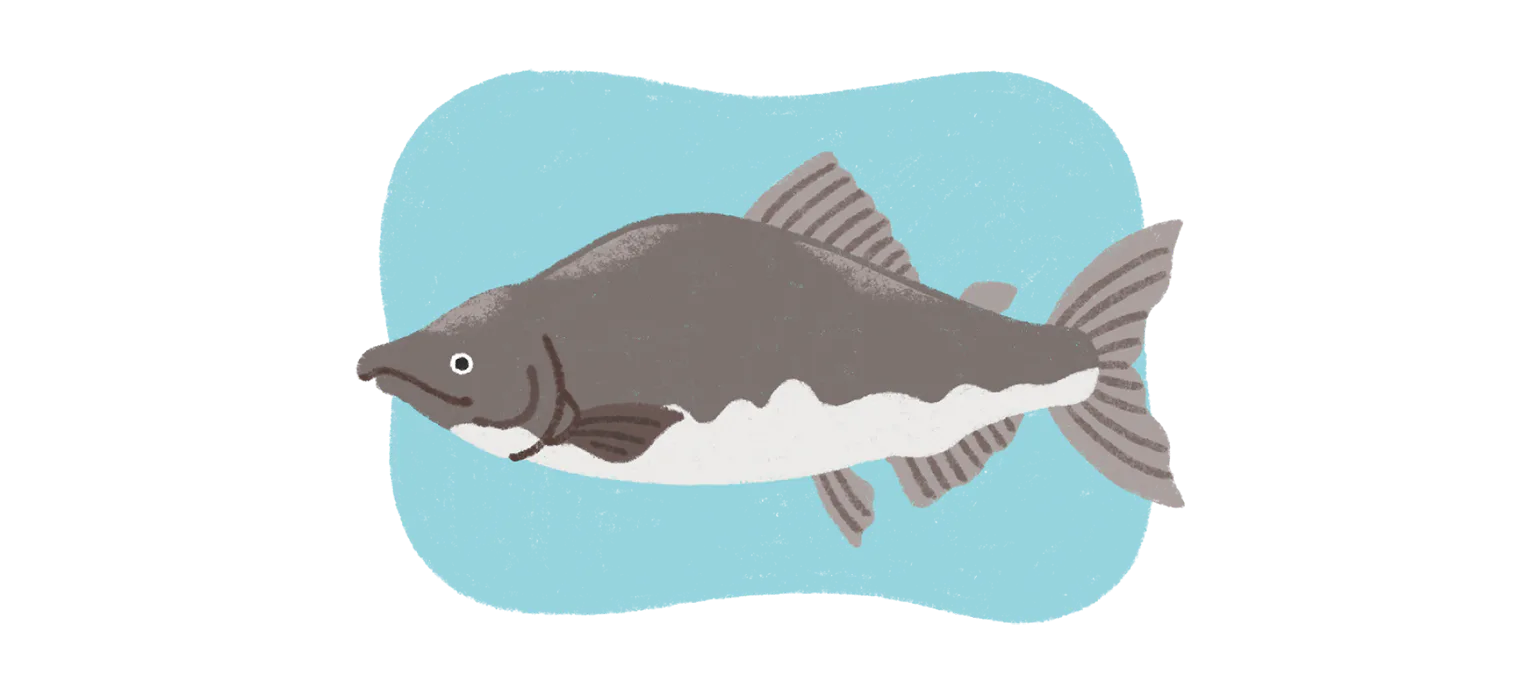 ピンク・サーモンの画像