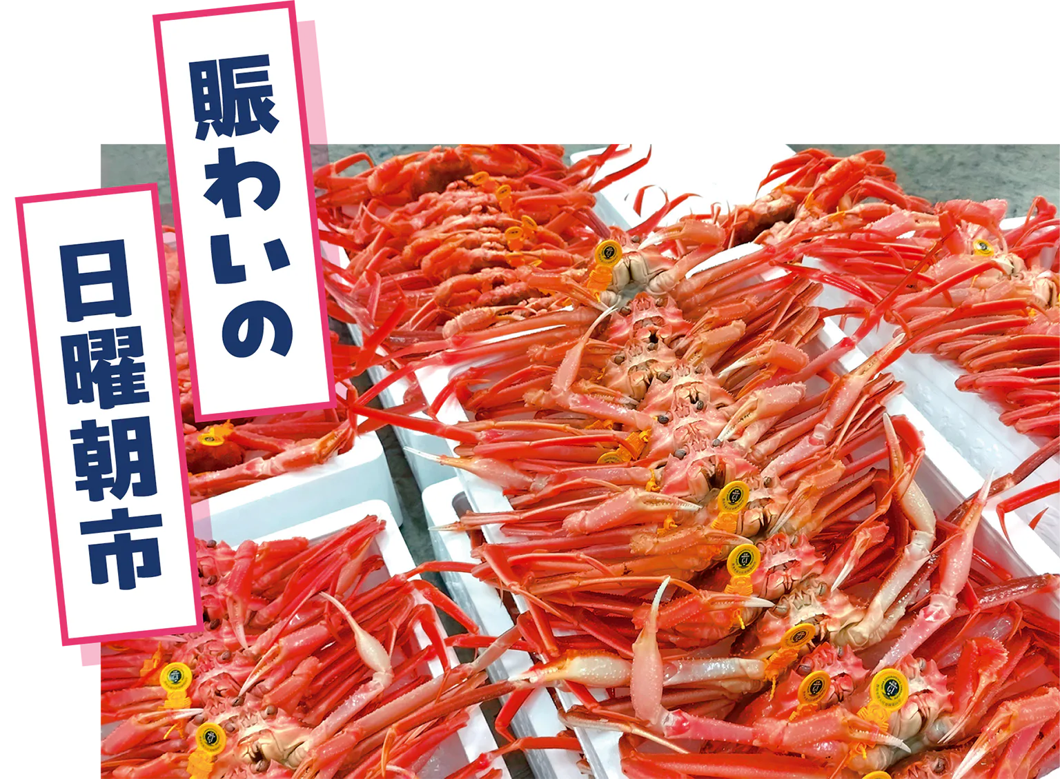 越前がにの画像／賑わいの日曜朝市の見出し