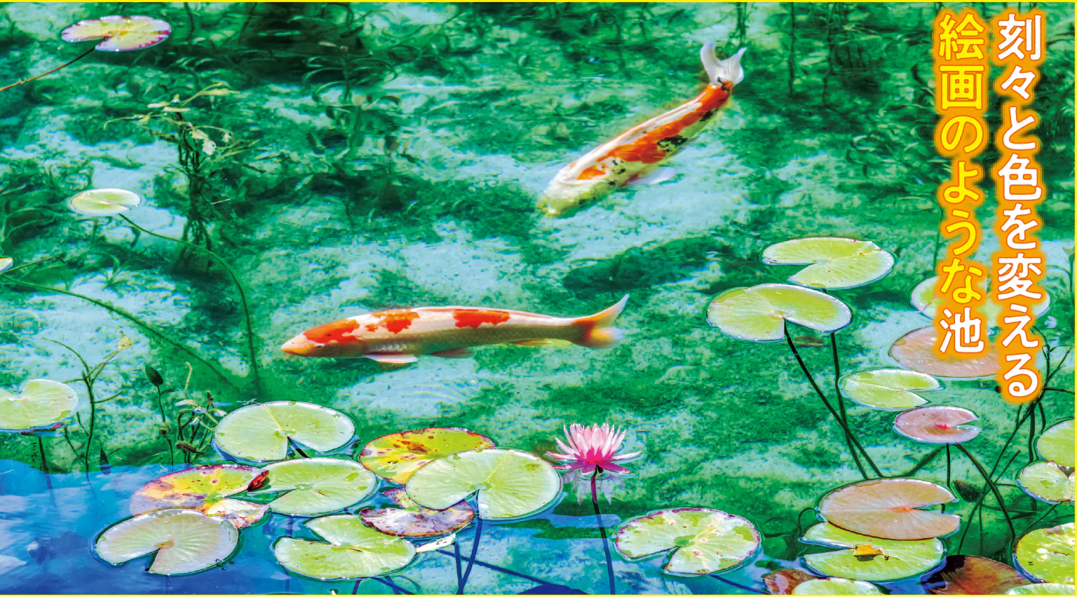 名もなき池の画像