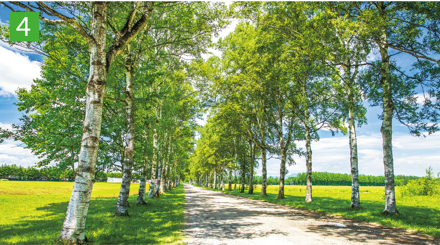 十勝牧場の白樺並木の画像