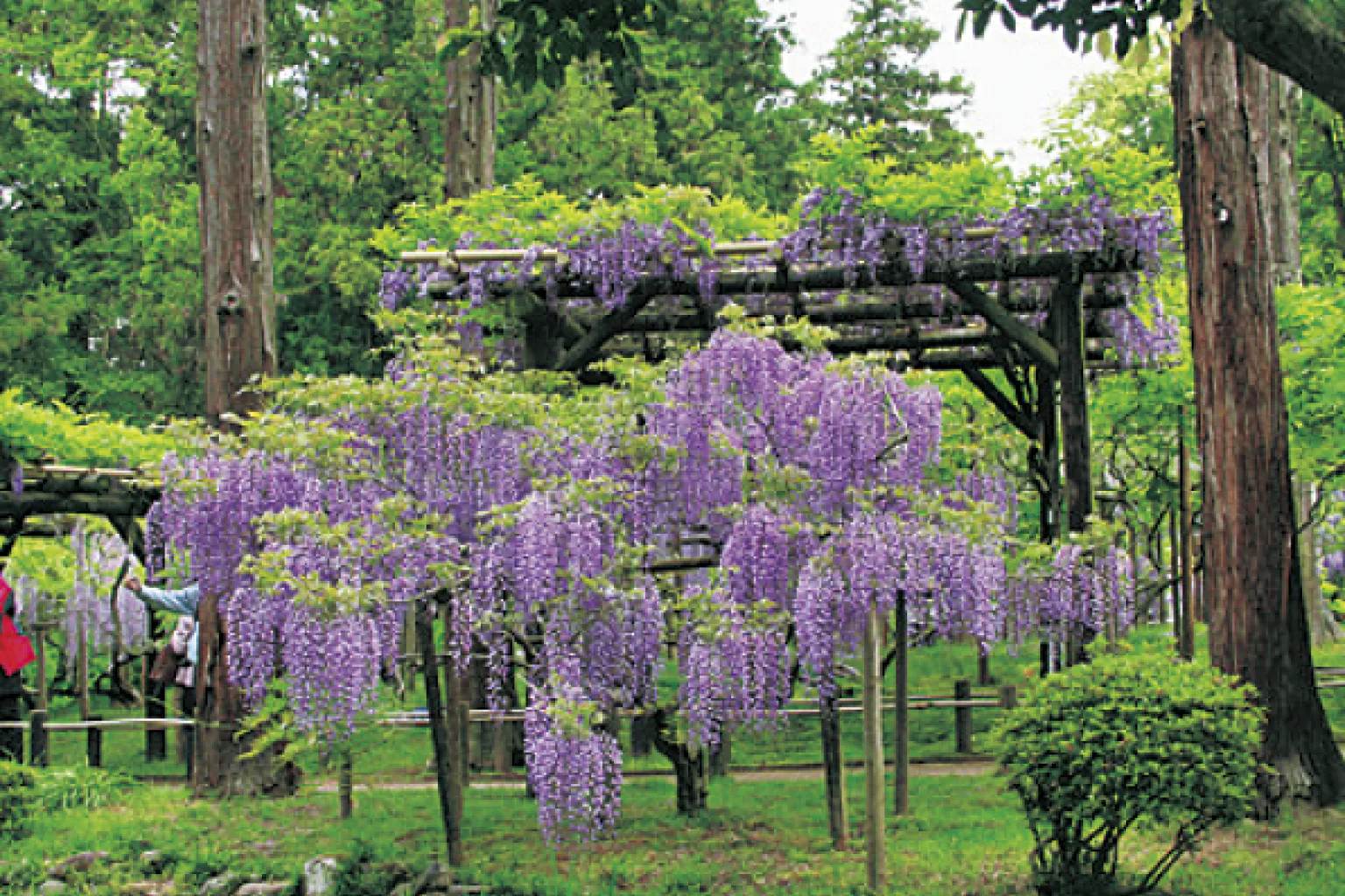 萬葉植物園「藤の園」の画像